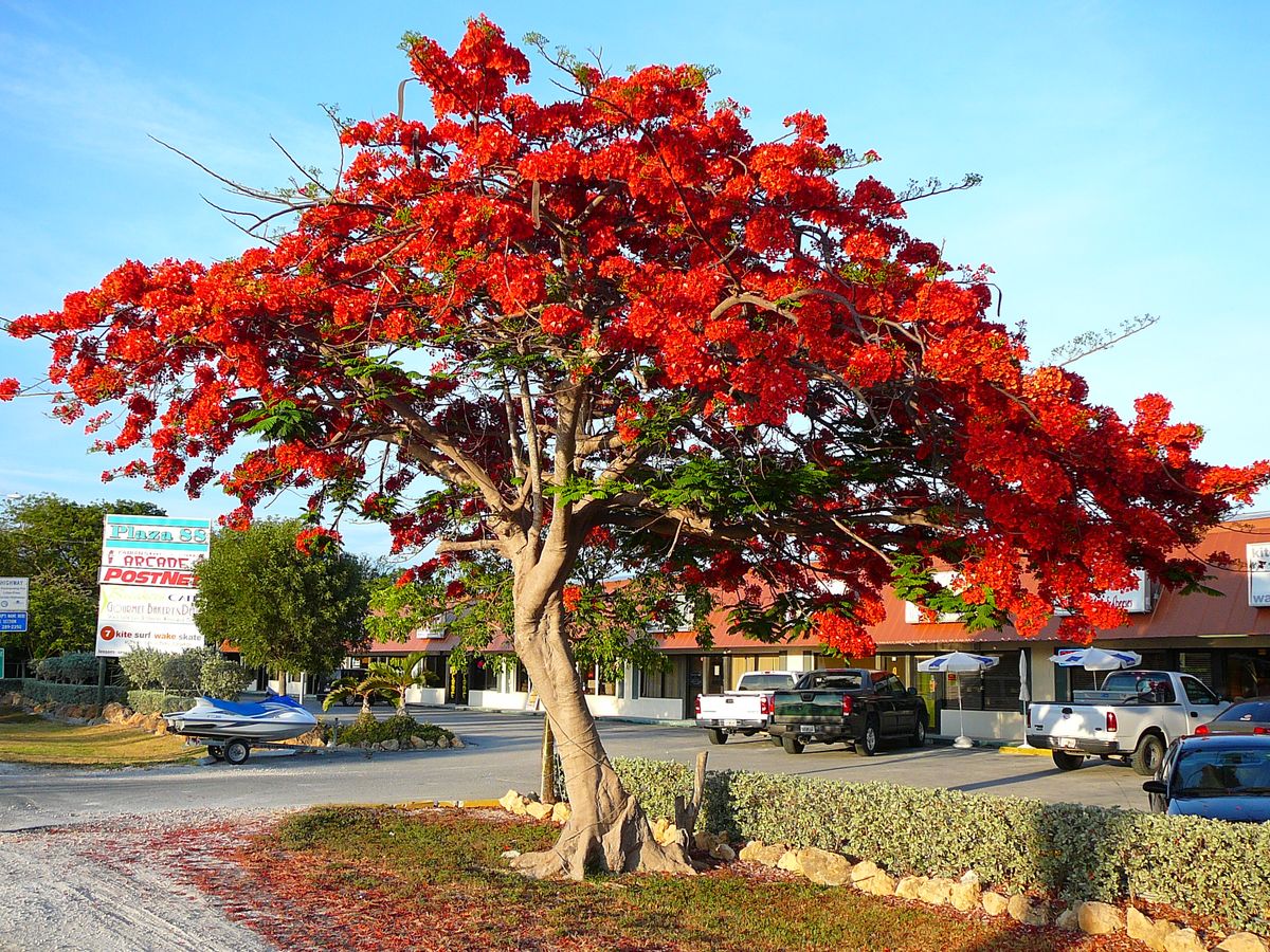 A flamboyant tree (Delonix regia) in full brilliant red bloom