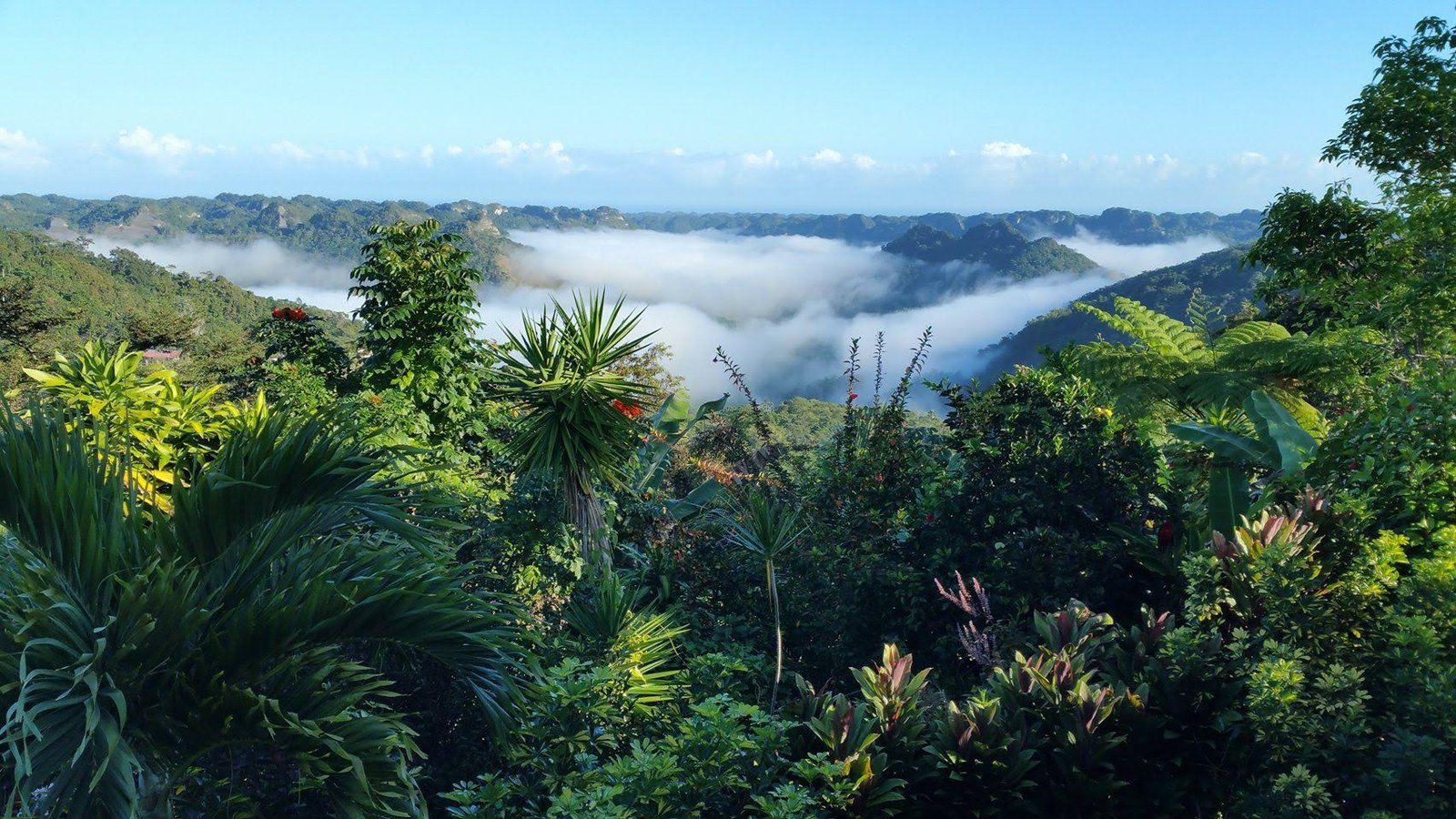 Morning fog over the Utuado valley, Puerto Rico