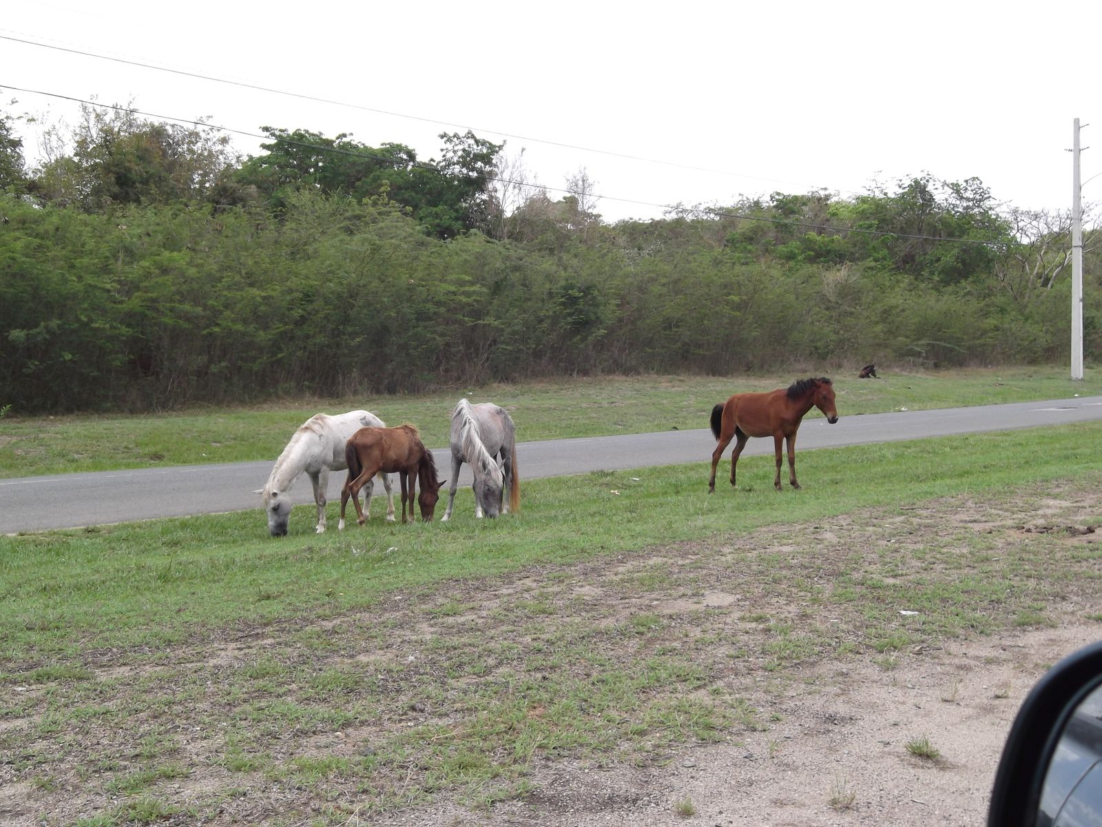 Wild horses on Vieques